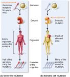 Somatic vs germline mutations